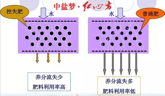 控失復合肥與普通肥料肥效控失對比圖