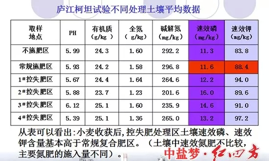 廬江柯坦實驗不同土壤處理對比圖，控失復合肥明顯高于普通肥料和不施肥區域