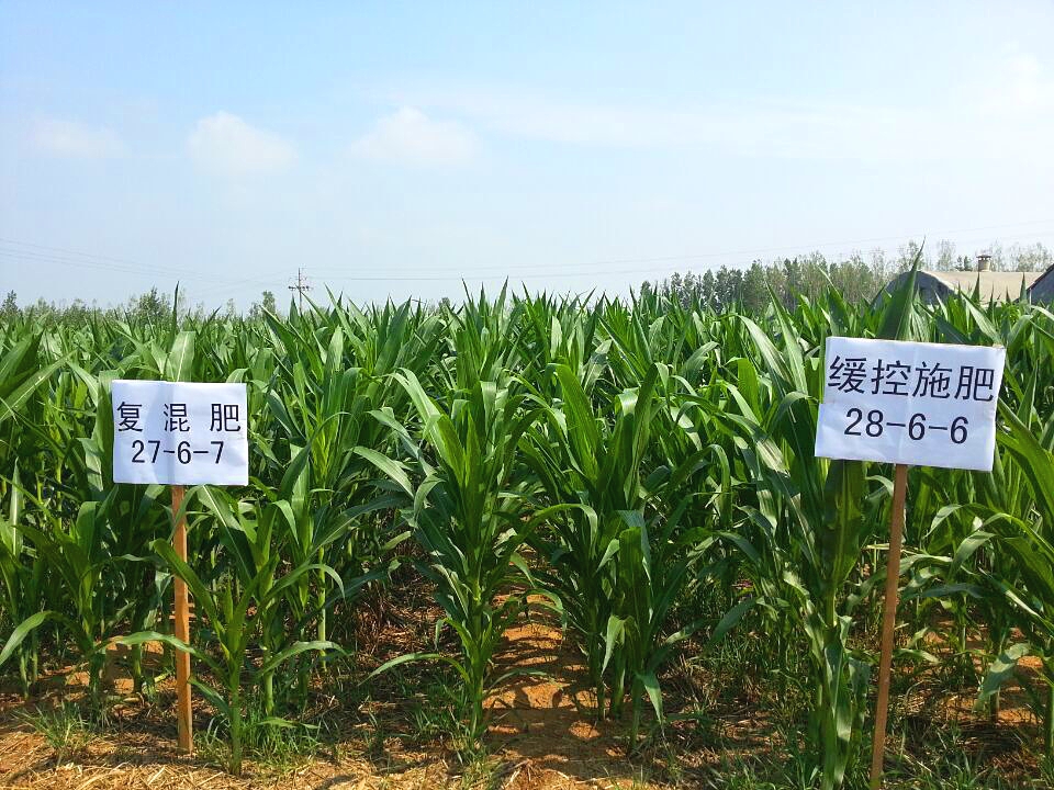 玉米緩控釋肥40%（28-6-6）長勢比復混肥40%（27-6-7）要好，粗壯