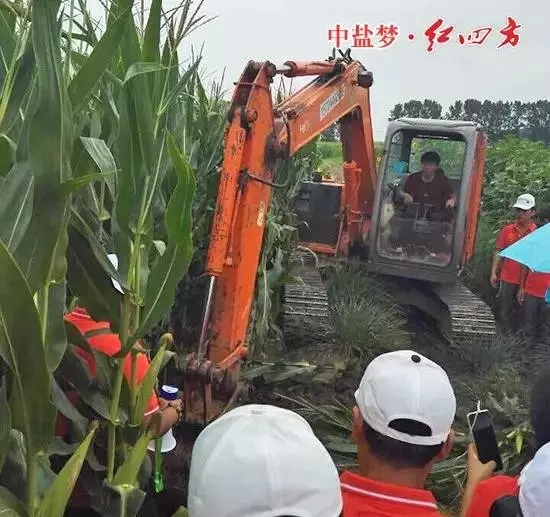 玉米扎根深得三五個大漢也扯不上來，得用機器挖才行