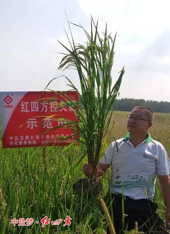 安徽肥東白龍經銷商戴本沖站在紅四方控失肥的示范田里，舉起手中的水稻，瞧，這水稻長勢真不錯，控失肥的效果杠杠滴！