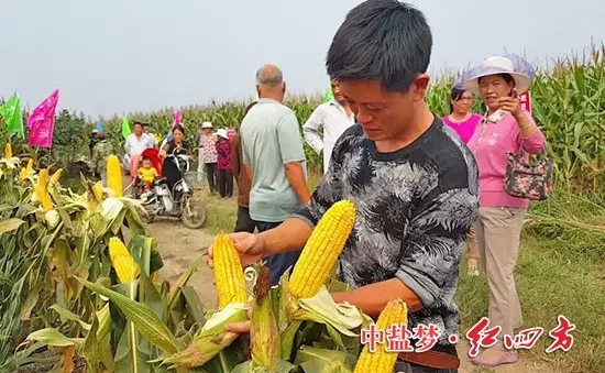 棒子沒(méi)禿尖，籽粒更飽滿。