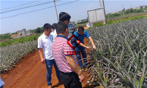 徐聞菠蘿硫酸鉀控失復(fù)合肥示范園