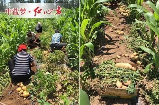 農民正在熱火朝天的挖土豆，優質土豆用的是什么肥呢？