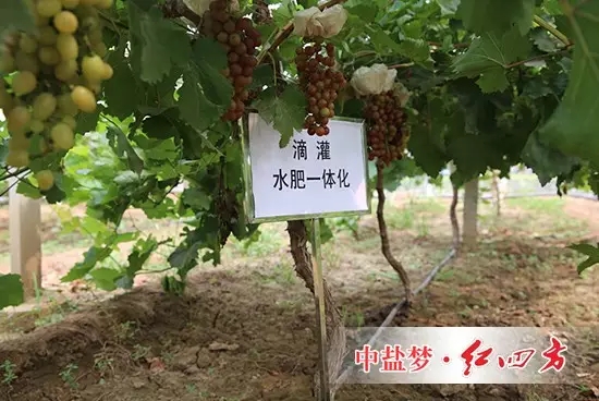 使用紅四方養地水溶肥效果：根莖粗壯，葉片濃綠，葉片厚，葡萄顆粒大，病蟲害少，提前15天上市。