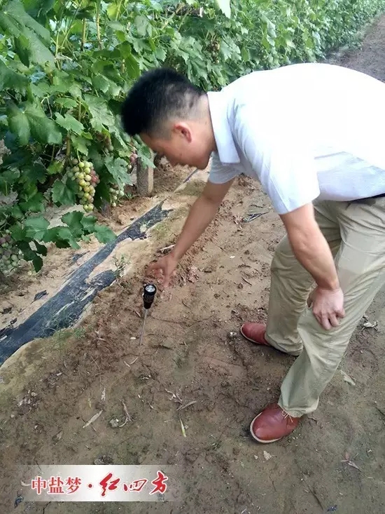 這片地的酸度平均在6.8，是種植紅提最好的土壤酸堿度范圍，說明紅四方水溶肥在充分發揮肥料供應的同時，已經改善了果園的土壤結構與酸堿度。