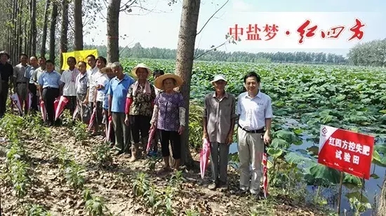 紅四方蓮藕專用控失肥試驗(yàn)田