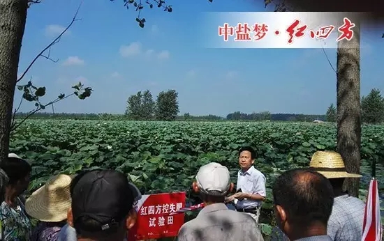 紅四方復(fù)合肥產(chǎn)品推廣經(jīng)理黃總正在為大家介紹試驗(yàn)田