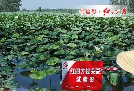 荷田長(zhǎng)勢(shì)好，荷農(nóng)樂呵呵！