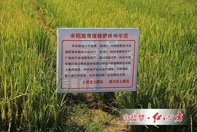 將水稻穗粒數、千粒重和分蘗數做對比