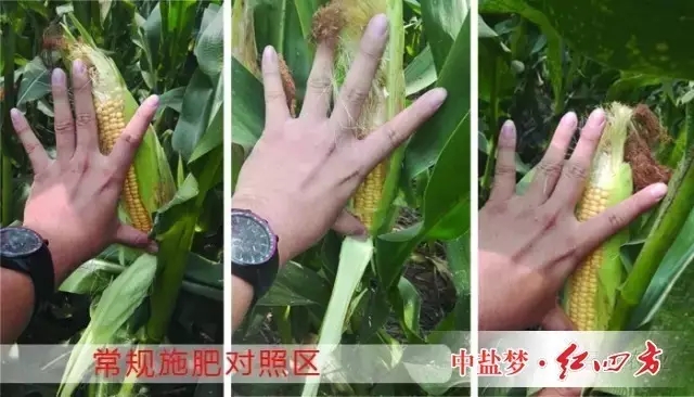 常規肥料對比