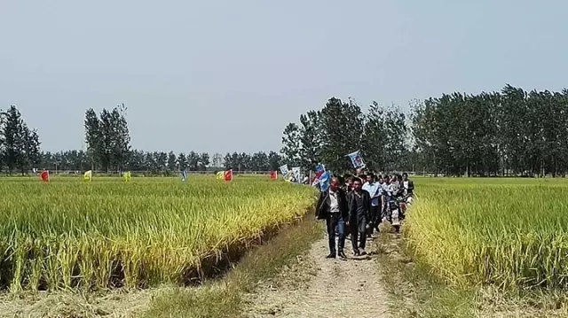 紅四方潘集區(qū)總代理顏玲組織的控失肥水稻效果觀摩會(huì)現(xiàn)場(chǎng)。