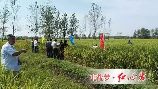 你們看，這使用紅四方控失肥的水稻結(jié)出的穗子又多又大，籽粒還真不輕，這使用其他品牌肥料的水稻明顯發(fā)育不足啊