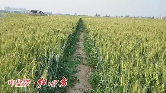 河北南皮縣聚豐種業(yè)，小麥?zhǔn)褂昧藙虐?8%（20-20-8）小麥專用配方肥和紅四方45%（18-22-5）小麥肥后，籽粒更加飽滿，豐收在望，李老板喜不自勝。