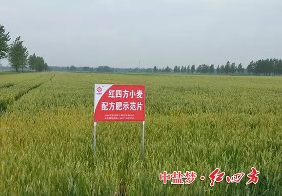 紅四方小麥配方肥，效果真不錯！