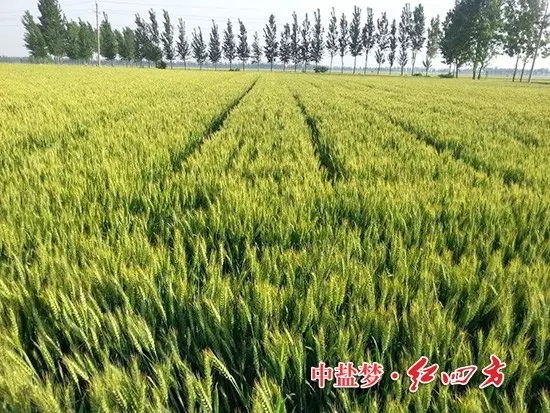 2015年5月，河南業(yè)務(wù)員發(fā)來的圖片，施用紅四方肥料的小麥穗大，粒飽，產(chǎn)量高！
