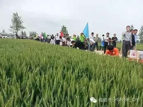 2016年5月11日，安徽蕪湖火龍崗鎮(zhèn)天葉農(nóng)資公司和70多位種植大戶，共同見證紅四方控失肥長效高產(chǎn)的效果表現(xiàn)： 小麥根系發(fā)達濃密，麥穗結(jié)粒多，長勢茂盛，麥苗莖桿茁壯，籽粒飽滿，沒有死穗，禿尖。