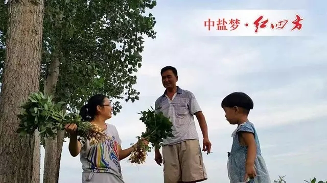 （一家人都開(kāi)心，看長(zhǎng)勢(shì)今年花生大豐收）