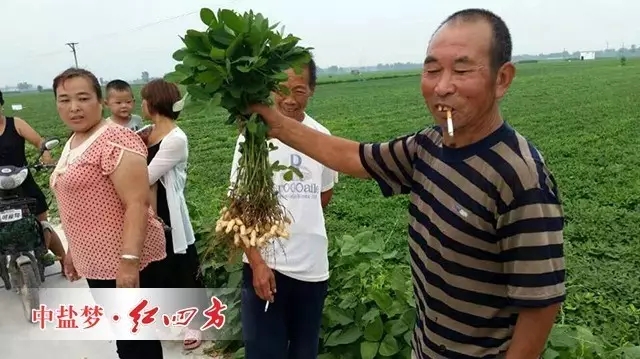 （甭看還沒(méi)熟，可我家的花生粒子特別多，特別實(shí)）