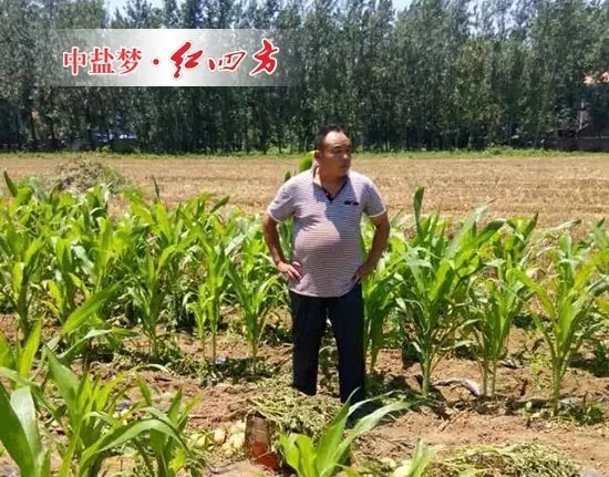 套種玉米、土豆，李滿意巡視自己家施用紅四方硫酸鉀復(fù)合肥長(zhǎng)勢(shì)優(yōu)良的土豆
