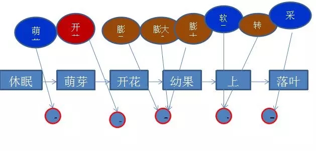 為了更合理的教會大家施肥，我們推出5大節(jié)點(diǎn)用肥方案，如上圖所示。