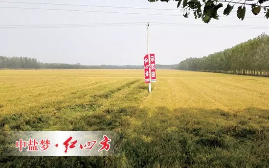 6月26日，在山東青州何官鎮(zhèn)水渠村山藥種植區(qū)，山藥長勢證明了紅四方增效控失肥的肥效。