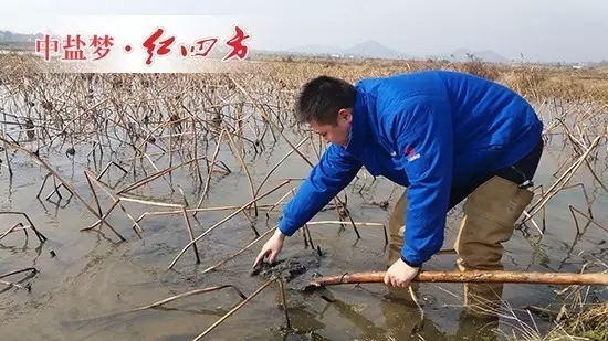 久違的太陽終于露面了，農技專家丁文金穿著挖藕專用的長筒雨靴，手拿鐵鍬，貓著腰，在藕塘里使勁兒攪動