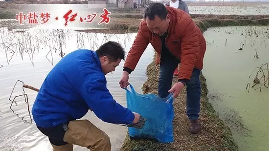 到了藕塘邊，丁文金不懼寒冷，第一時間換上雨靴，為了全方位獲取土樣，他先后采用五點取土法、隨機取樣法、S線型取樣法，采集了眾多土樣并認真仔細地包扎起來，準備第一時間帶回公司化驗，即使氣溫寒冷，他的額角冒出了許多細汗。