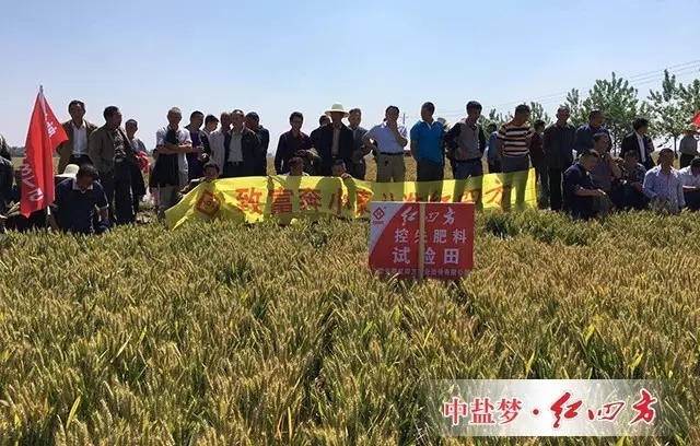 河南省南陽市唐河縣龍潭鎮百人小麥現場觀摩會