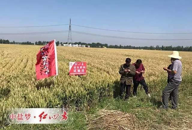 農民細致觀察小麥長勢