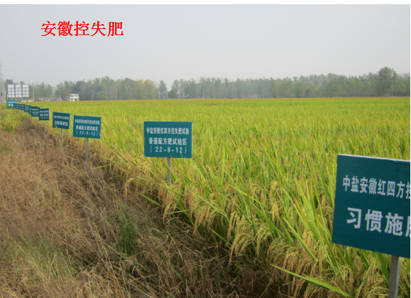 紅四方水稻控失肥對(duì)比試驗(yàn)示范田